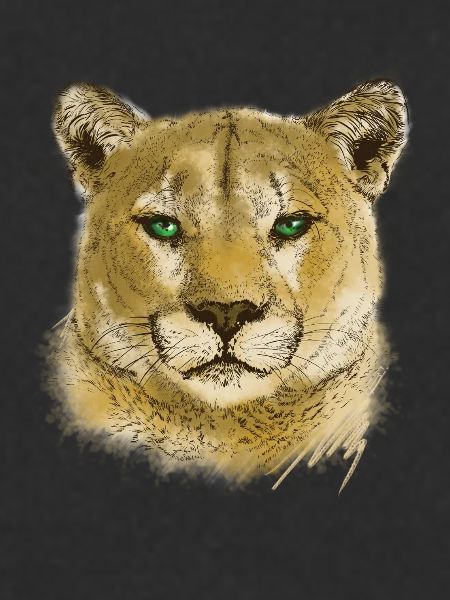 Cougar