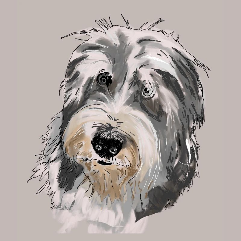 Bearded Collie