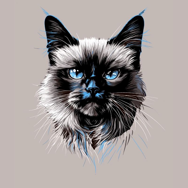 Chat Birman Chat Birman Sacré Chat Birman Mignon Chats Birmans