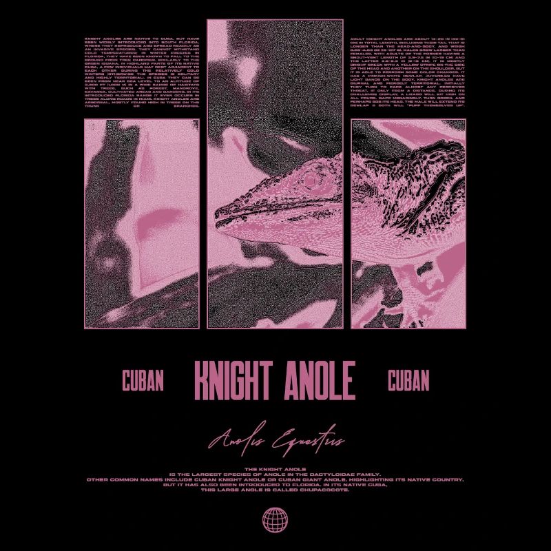 Cuban Knight Anole Lizard Owner Reptile Keeper