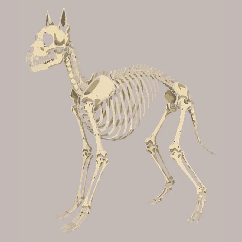 Plan du squelette canin