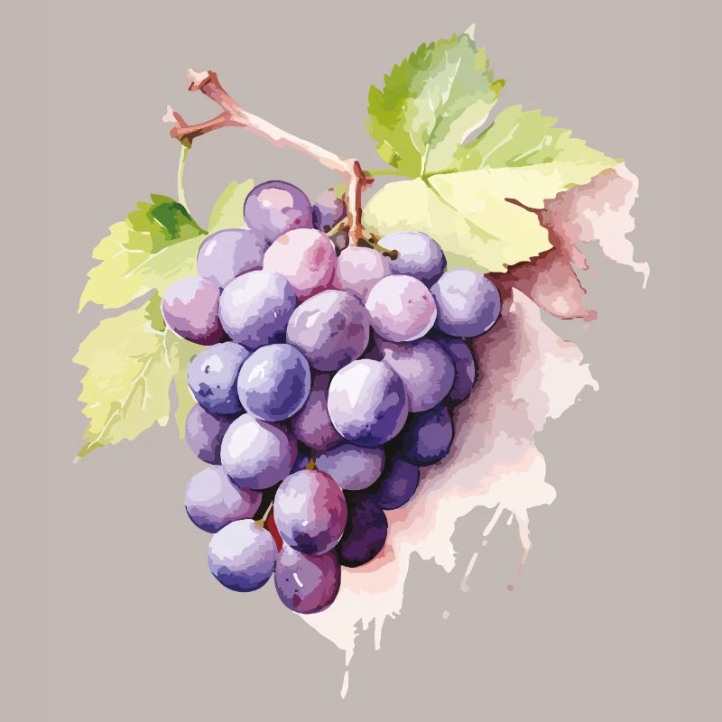 Grappe d’aquarelle de raisins