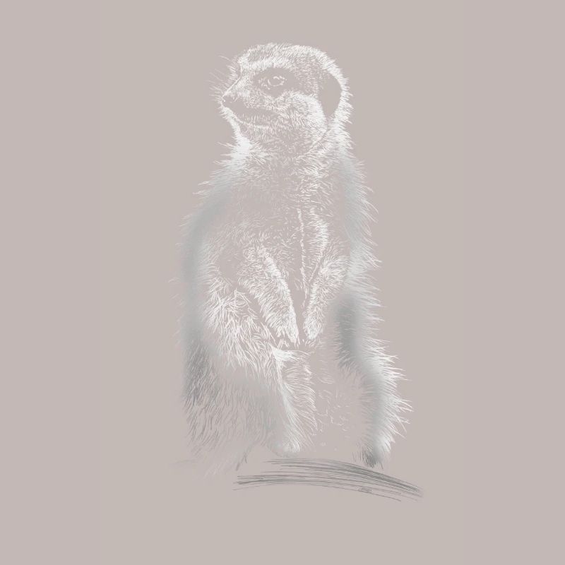 suricates