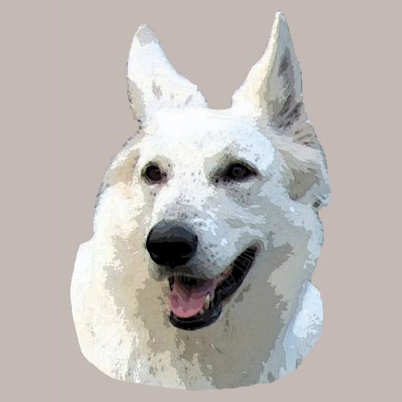 White Shepherd