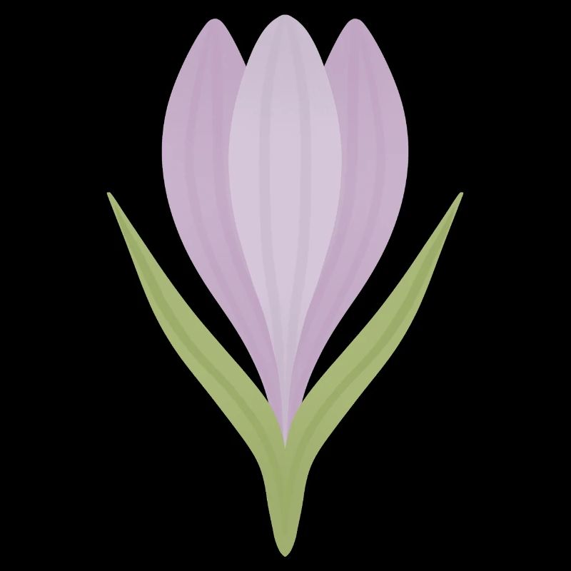 Lilac Crocus Bloom Illustration