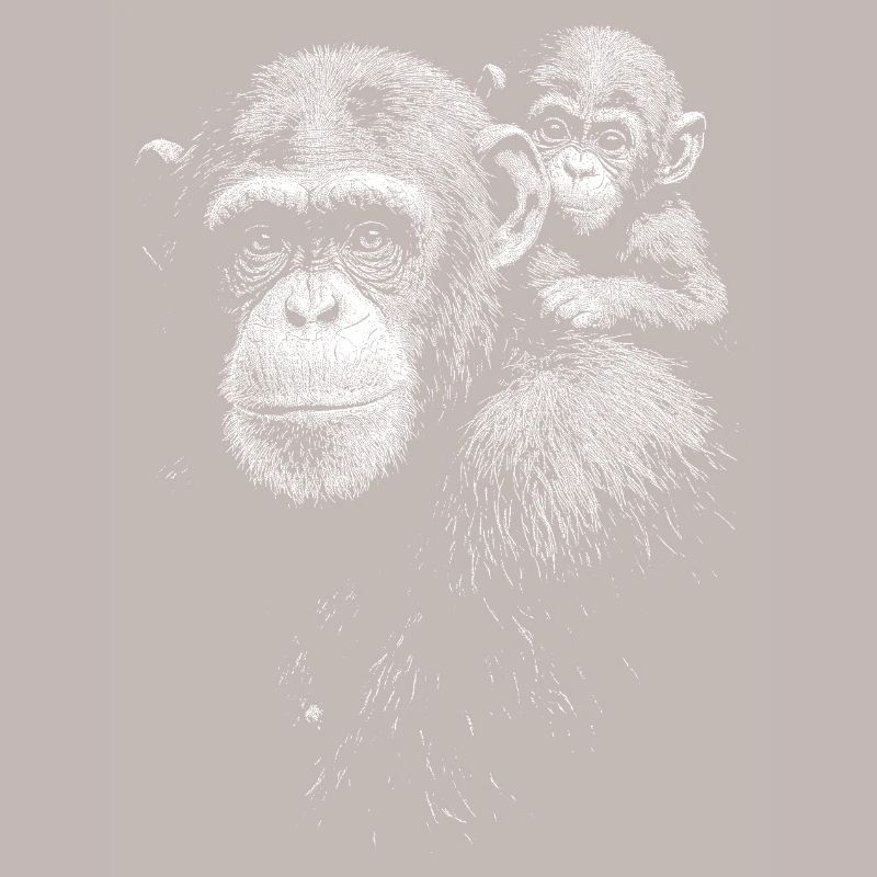 Chimpanzee