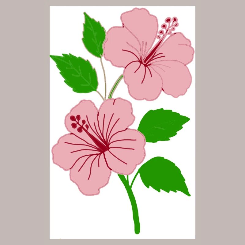 Hibiscus