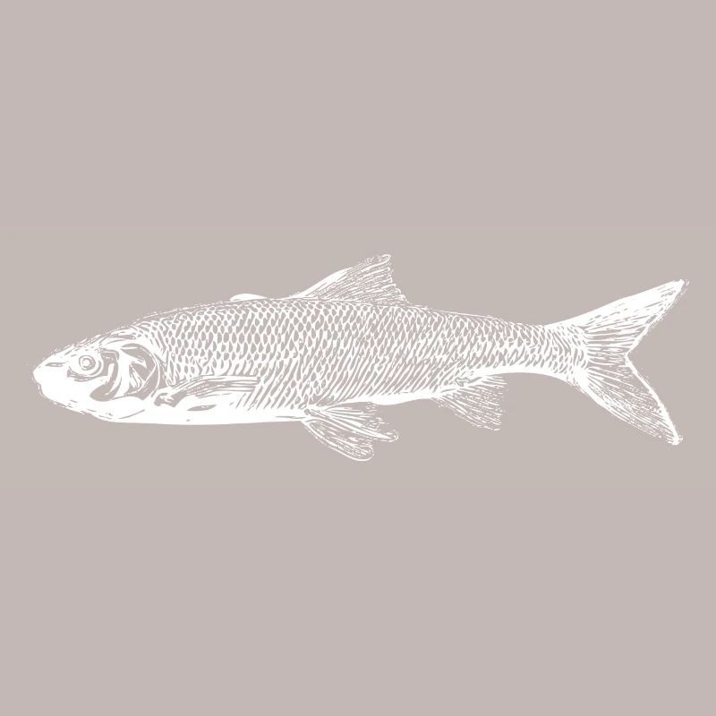 Trout fish