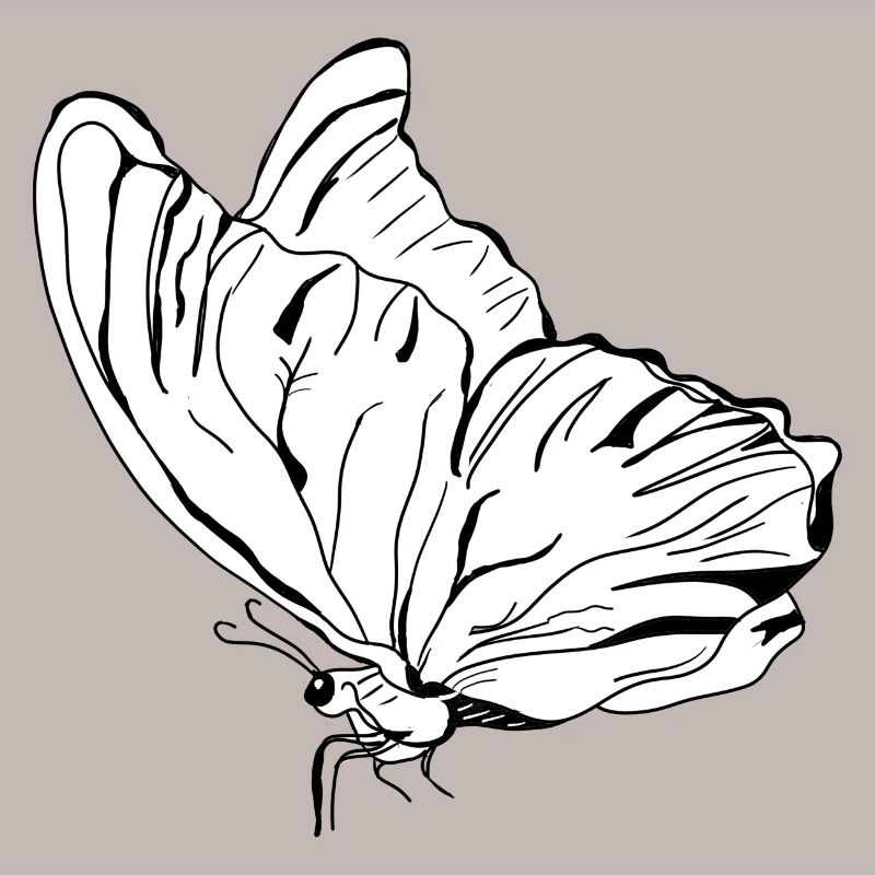 butterfly vecter