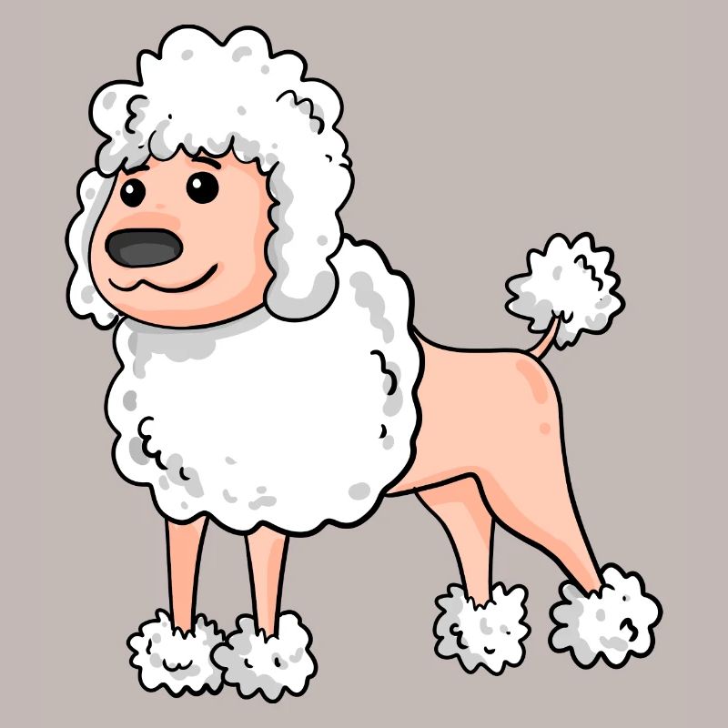 Caniche Race de chien blanc