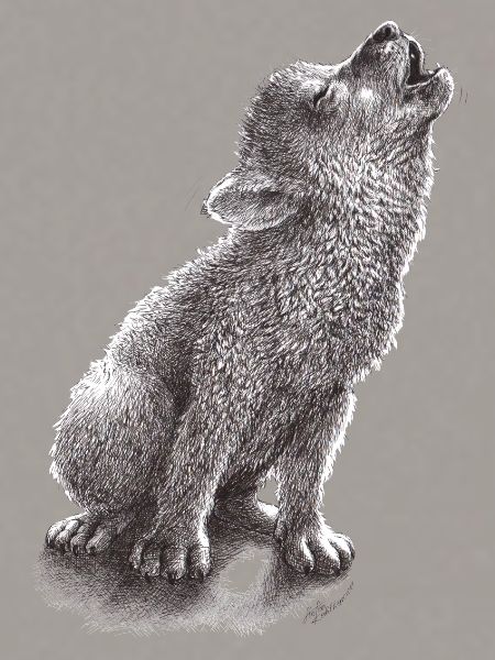 Junger heulender Wolf