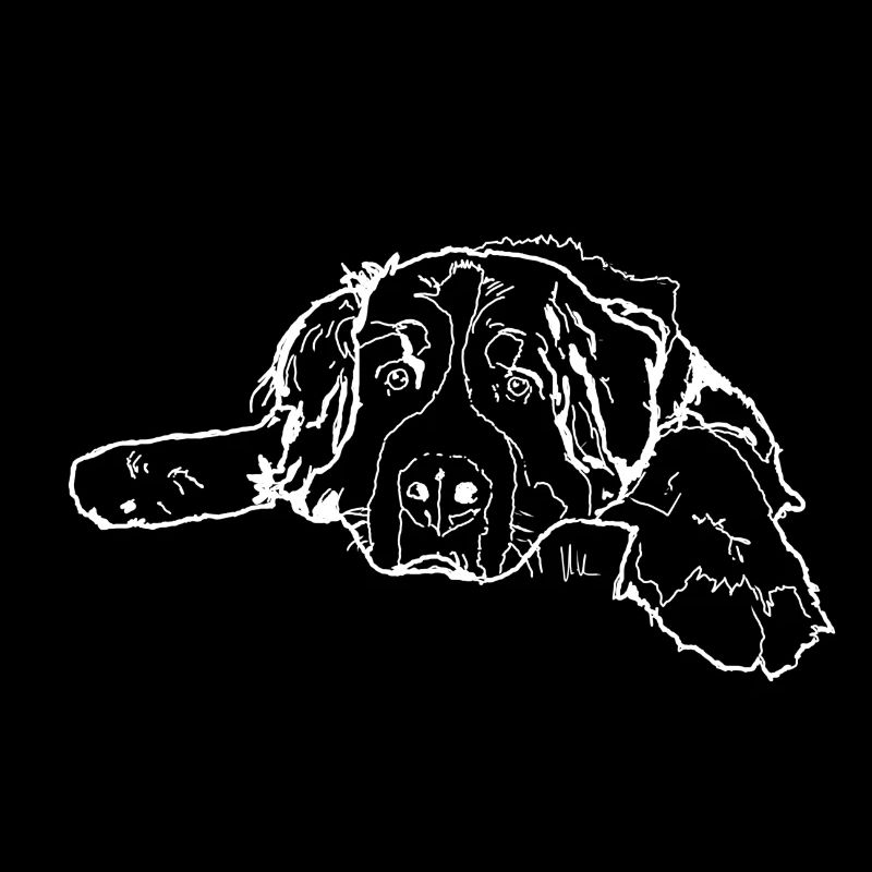 Berner Sennenhund