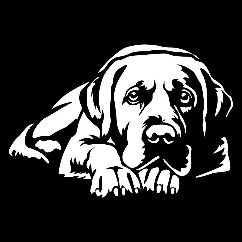 Labrador « Édition Noire »