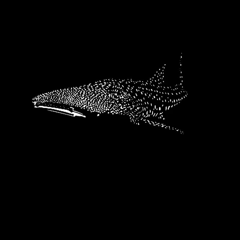 Whale shark