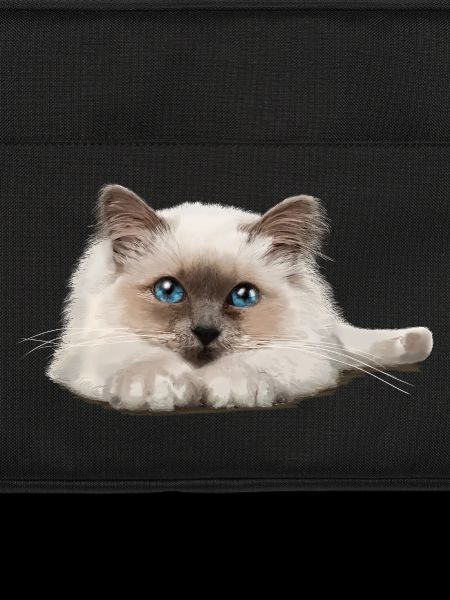 Blue-eyed cat resting