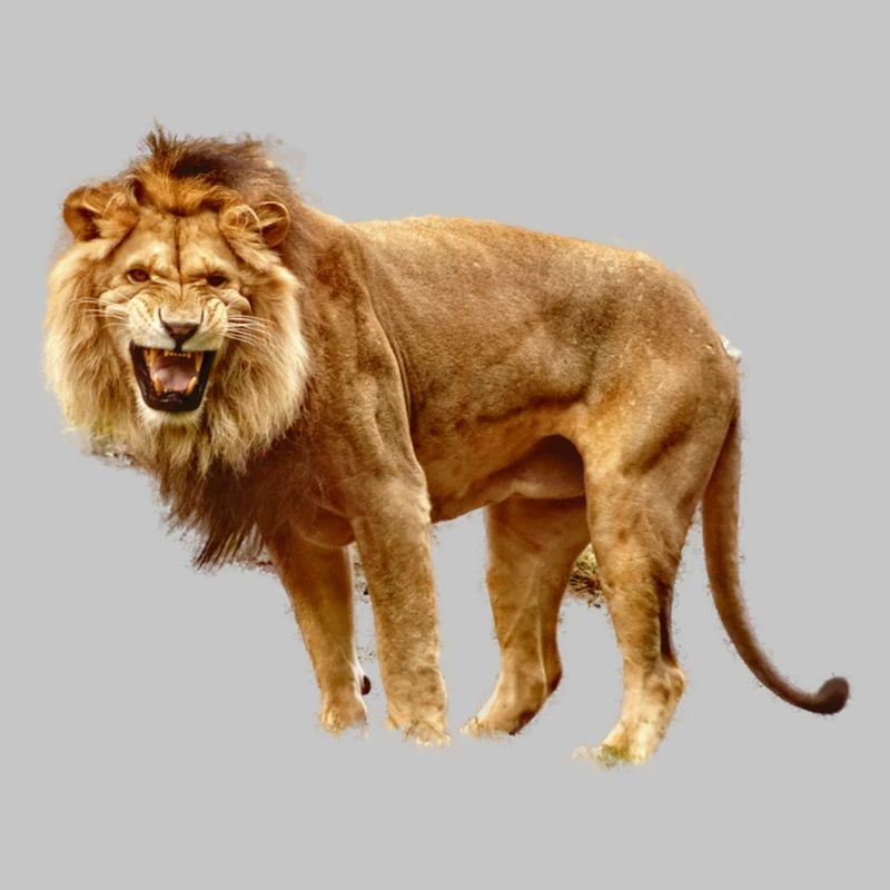 Löwe