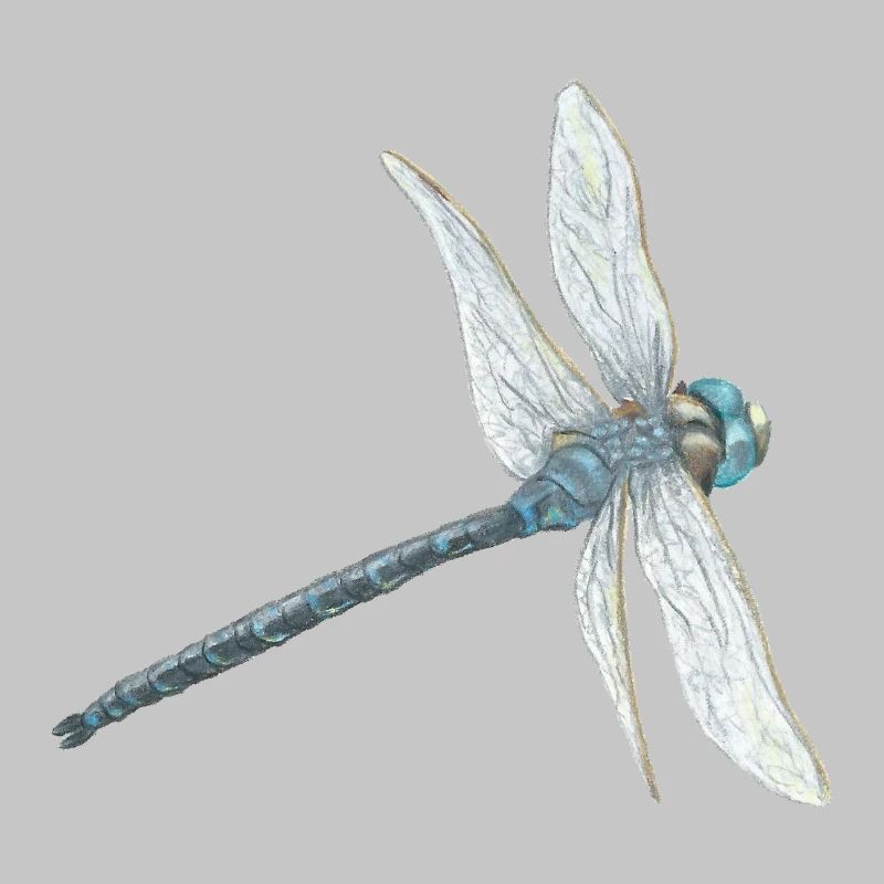 Illustration de libellule sarcelle