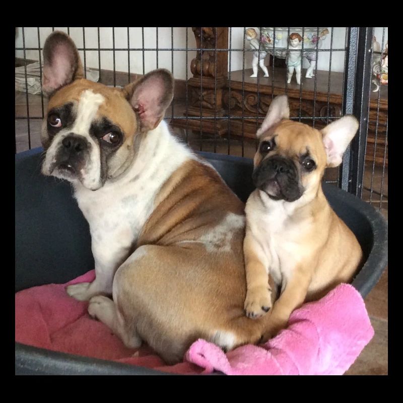 Hundeelterns Herzblatt Motiv