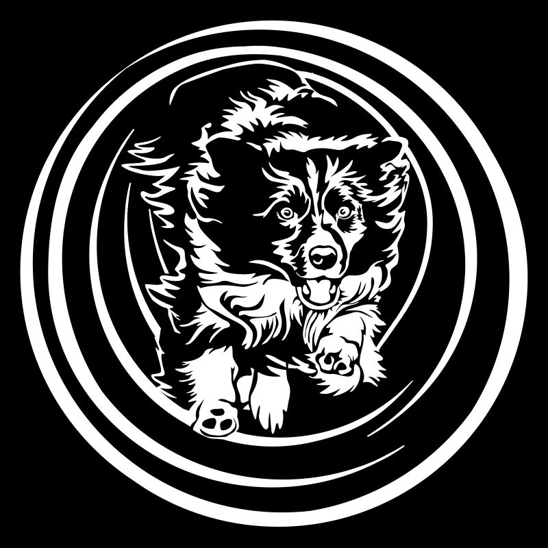 Border Collie "Black Edition"