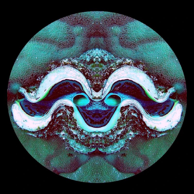 Nature Mandala Smiling Shell