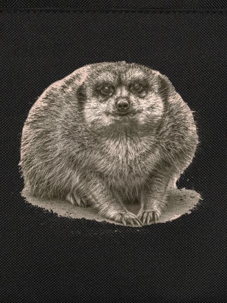 Erdmännchen sitzt im Sand