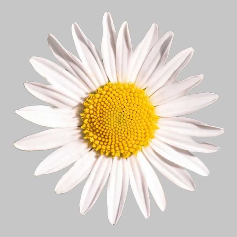 Gänseblümchen