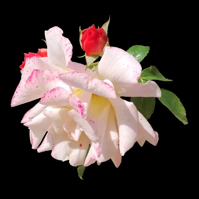 Accents blancs roses en fleur de rose