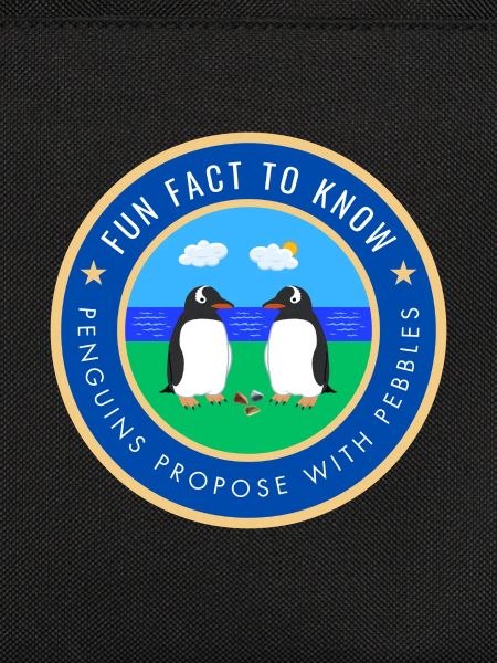 Penguins propose with pebbles