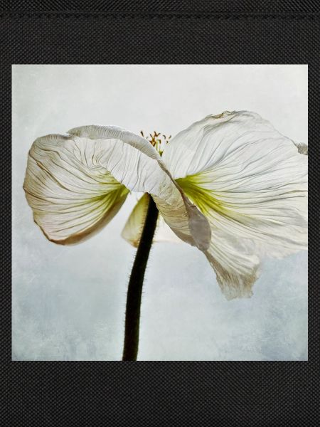 Weiße Mohnblüte