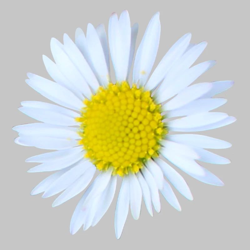 Gänseblümchen