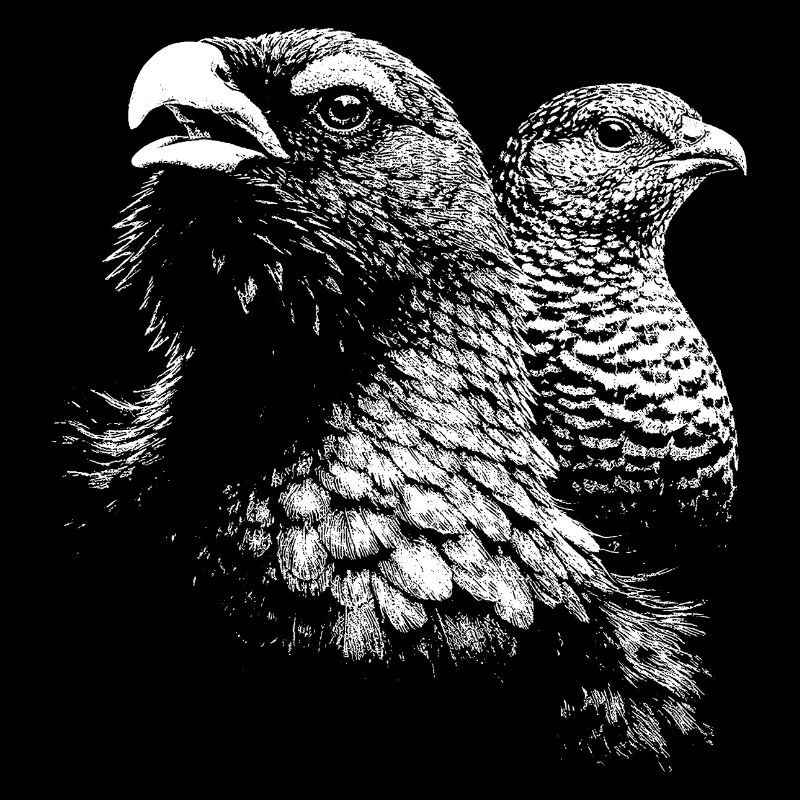 Auerhuhn und Weibchen
