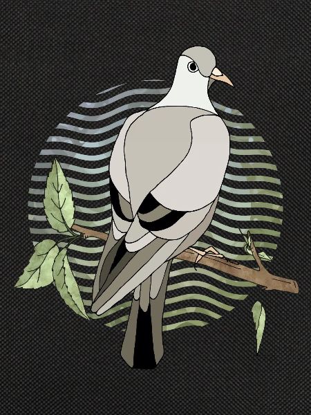 Vogeltaube
