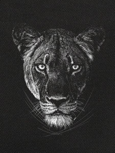 Lioness