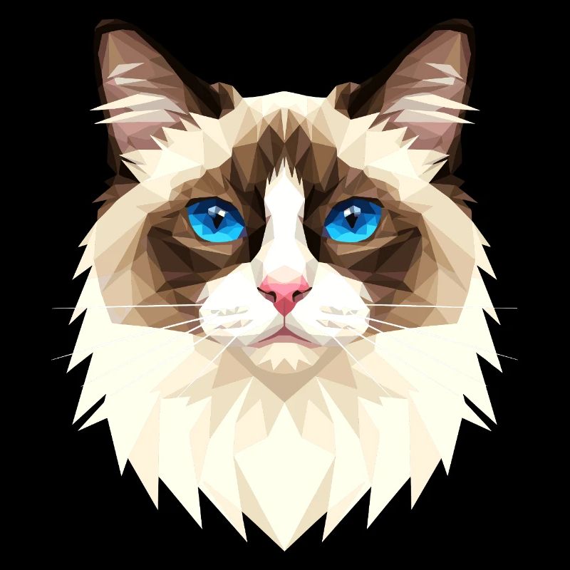 Ragdoll Chat Ragdoll Chat Mignons Chats Ragdoll