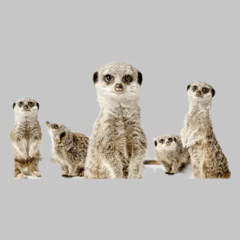 Erdmännchen