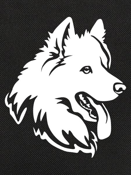 Samoyed Head "Black Edition"