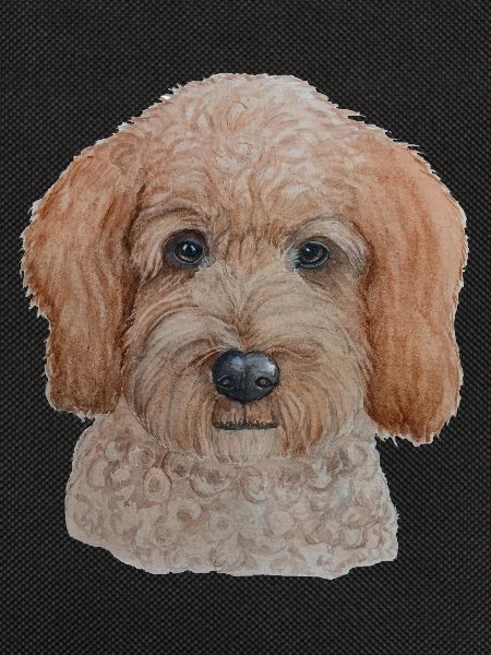 Labradoodle
