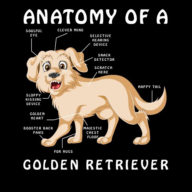 Anatomie eines Golden Retriever Illustration