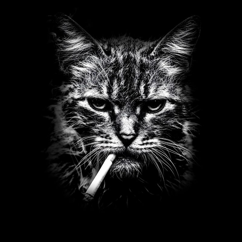 Smoking, cigarette, cat smoking a cigarette
