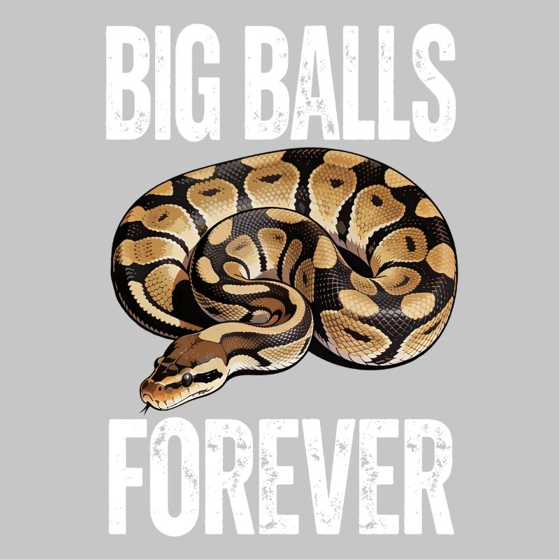 Königspython Schlangen Liebhaber Terrarium Python