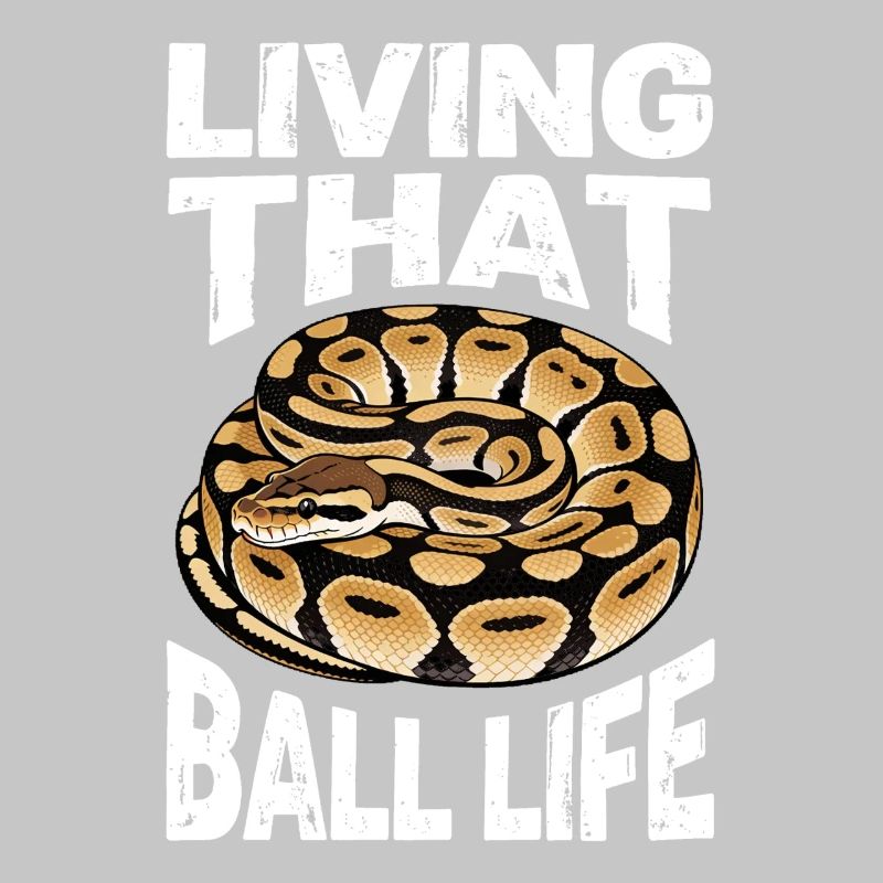 Königspython Schlangen Liebhaber Terrarium Python