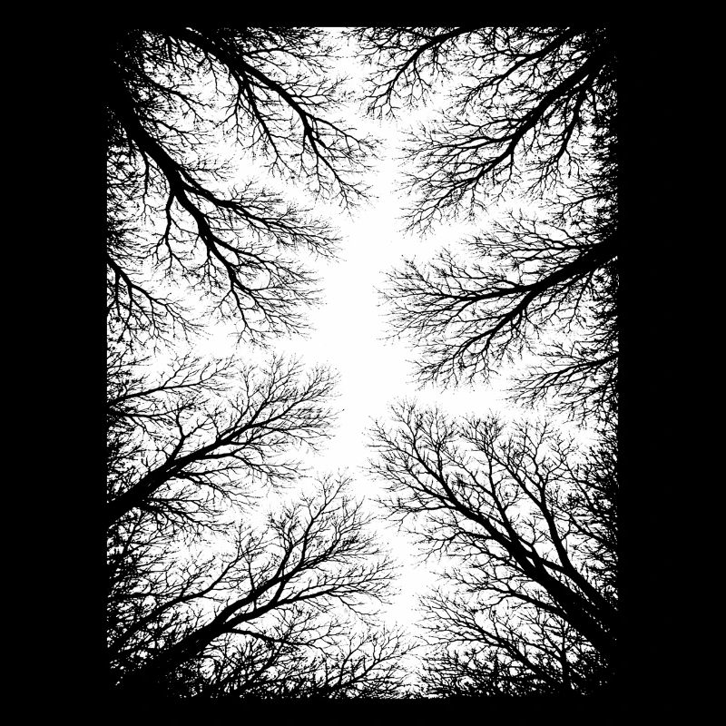 Forest Trees Perspective Nature Outdoor Camping