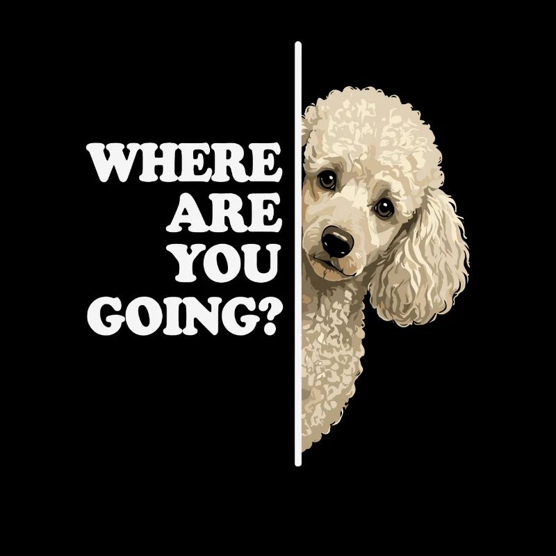 Où vas-tu ? Vue du caniche
