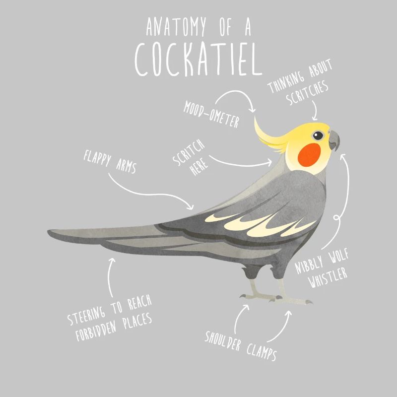 Anatomie de la calopsitte