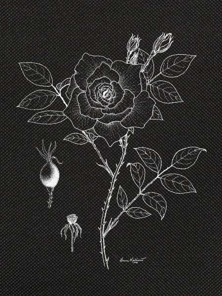 Rose Botanical Plate