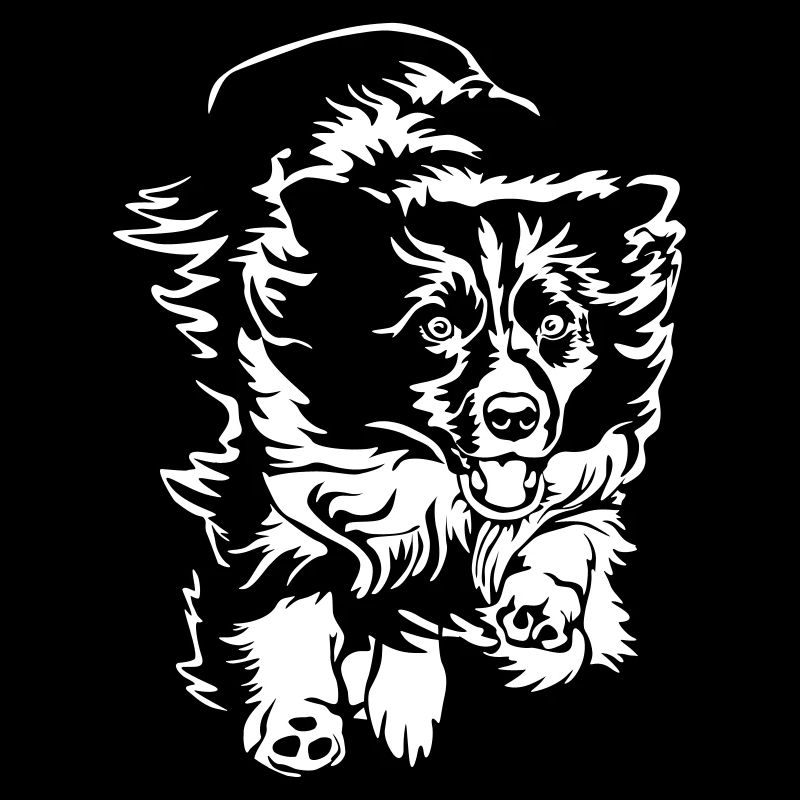 Border Collie « Black Edition »