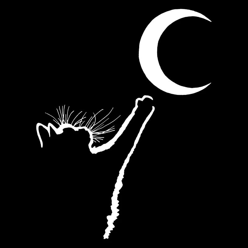 Le chat et la lune