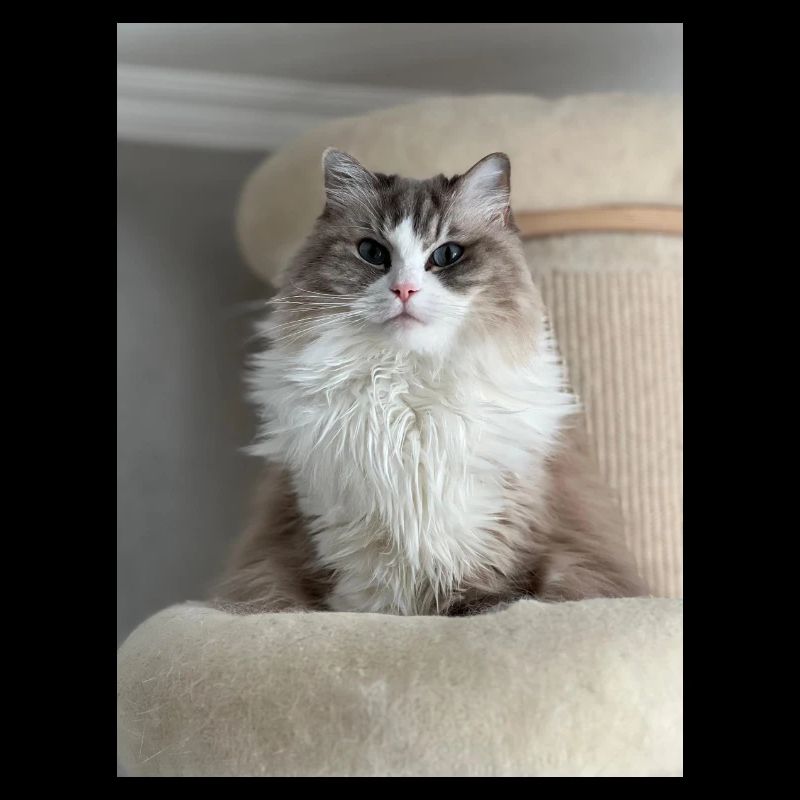 Fluffy Cat King