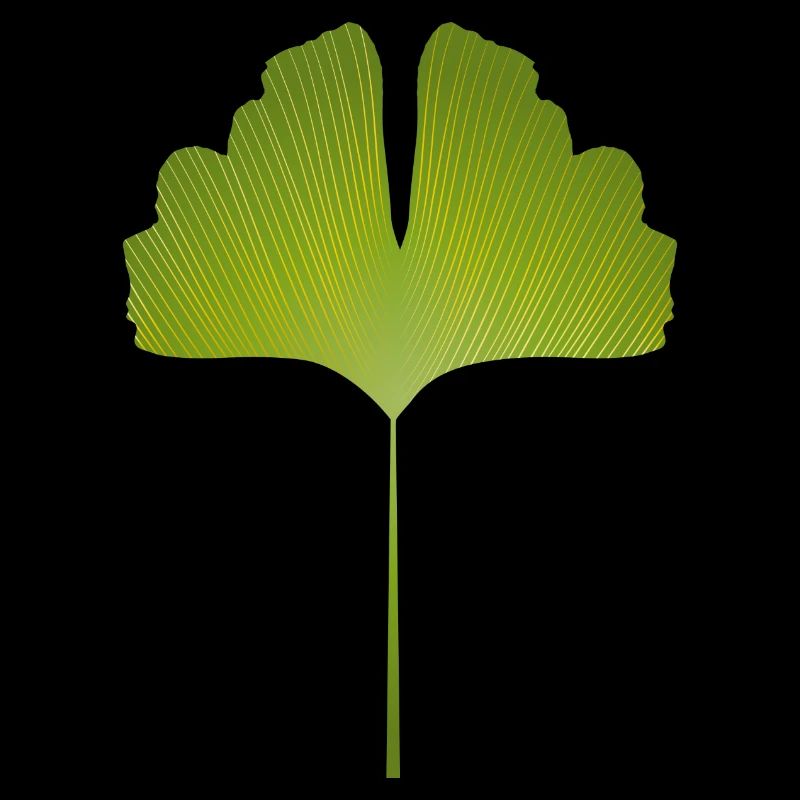 juicy green ginkgo leaf with bright lines