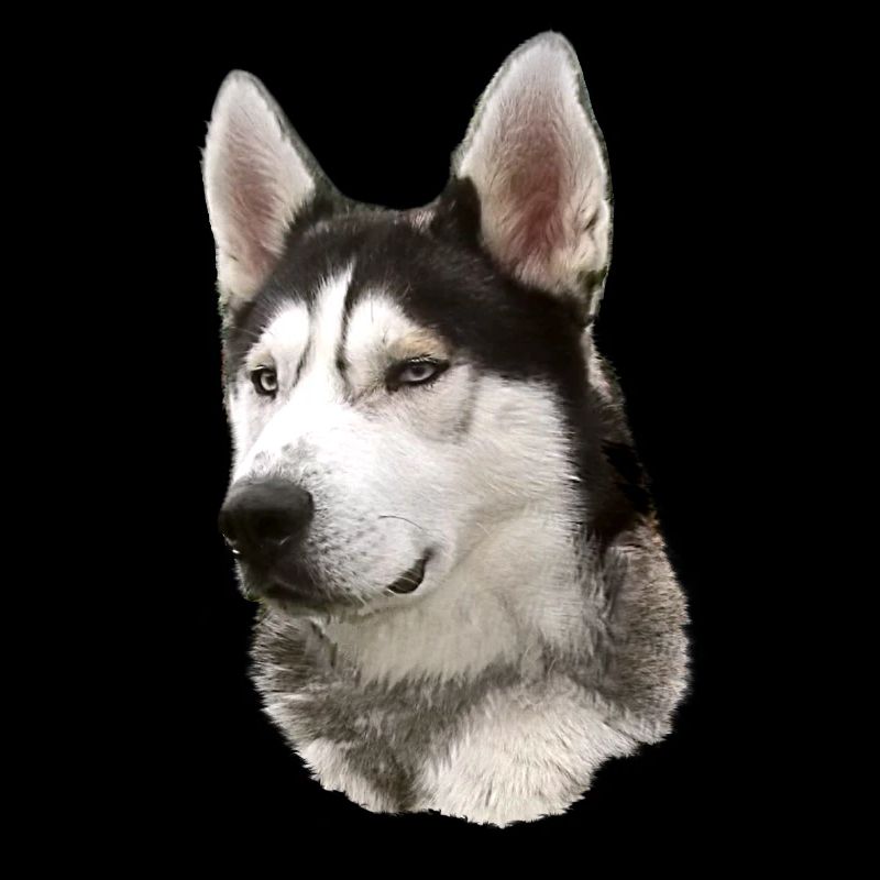 Visage husky Noir Blanc